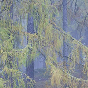European larch (Larix decidua) trees in mist, Scotland, UK, October