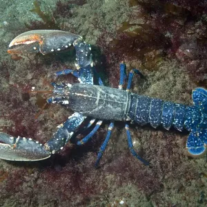 European Lobster Print, Channel Islands UK July 2023 European Lobster Print, Channel Islands UK July 2023