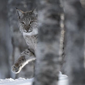 European lynx (Lynx lynx) adult female walking through snow behind tree in winter birch forest