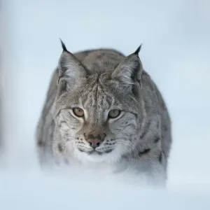European Lynx (Lynx lynx) adult male stalking through winter birch forest, Bardu European Lynx (Lynx lynx) adult male stalking through winter birch forest, Bardu