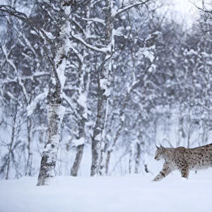 European Lynx (Lynx lynx) in birch forest in snow, Tromso, Norway, captive, April