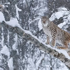 European lynx (Lynx lynx) climbing a tree, captive, Norway, February