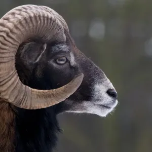 European Mouflon Male Head Profile Print European Mouflon Male Head Profile Print