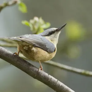 European Nuthatch (Sitta europaea). Powys, Wales, May European Nuthatch (Sitta europaea). Powys, Wales, May