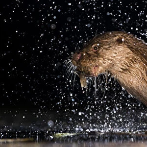 European otter (Lutra lutra) with fish prey, with water splashing around, Kiskunsagi National Park