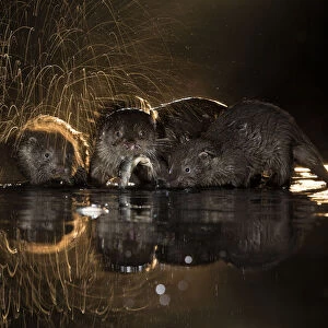 European otter (Lutra lutra) group with one shaking off water, Kiskunsagi National Park