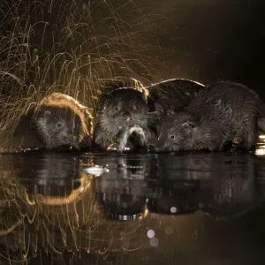 European Otter Print: Group Shaking Off Water in Hungary European Otter Print: Group Shaking Off Water in Hungary