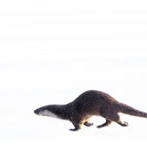 European Otter Print: Captive Animal Running Over Snow European Otter Print: Captive Animal Running Over Snow