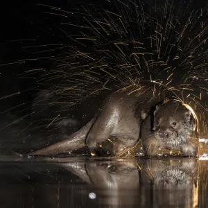 European otter (Lutra lutra) shaking off water, Kiskunsagi National Park, Hungary, January