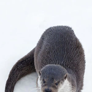 European Otter (Lutra lutra) standing on ice. Captive. The Netherlands, January