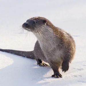 European Otter (Lutra lutra) standing on snow, lifting one paw to keep it warmer