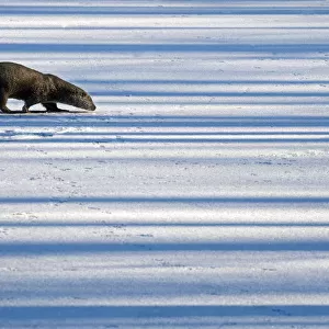 European Otter (Lutra lutra) walking across snow while sniffing the ground. The Netherlands