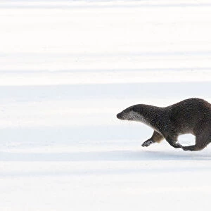 European Otter (Lutra lutra) walking across snow. The Netherlands, December. Captive