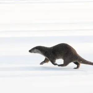 European Otter Print: Captive Lutra lutra Walking Across Snow European Otter Print: Captive Lutra lutra Walking Across Snow