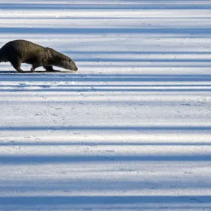 European Otter Print: A Lutra lutra walking across snow European Otter Print: A Lutra lutra walking across snow