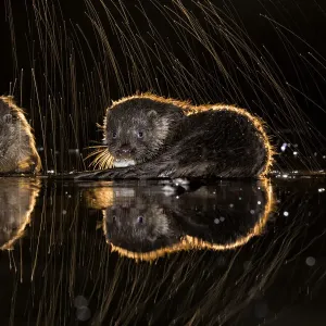 European otters (Lutra lutra) feeding at water?s edge with splashing water, Kiskunsagi