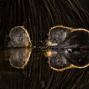 European otters feeding at water's edge print European otters feeding at water's edge print