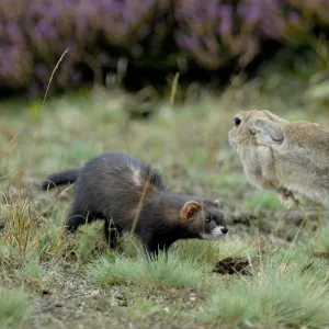 European polecat (Mustela putorius) with rabbit jumping away, Veluwezoom National Park