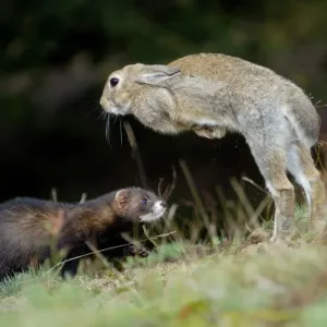 European polecat (Mustela putorius) hunting rabbit which is jumping to escape, Veluwezoom European polecat (Mustela putorius) hunting rabbit which is jumping to escape, Veluwezoom