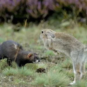 European polecat (Mustela putorius) with rabbit jumping away, Veluwezoom National Park European polecat (Mustela putorius) with rabbit jumping away, Veluwezoom National Park