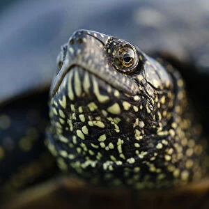 European pond turtle (Emys orbicularis) Gornje Podunavlje Special Nature Reserve