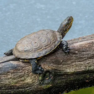 European pond turtle (Emys orbicularis) basking in the sun on fallen tree trunk in pond, France. April European pond turtle (Emys orbicularis) basking in the sun on fallen tree trunk in pond, France. April