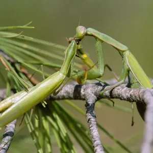 European Praying Mantis Female Eating Male Print European Praying Mantis Female Eating Male Print