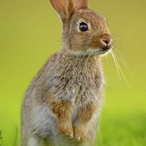 European rabbit (Oryctolagus cuniculus) young rabbit stands alert in grass, Norfolk, UK, June. Non-ex