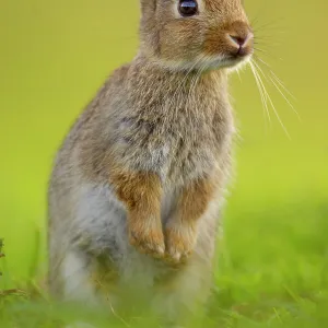 European rabbit (Oryctolagus cuniculus) young rabbit stands alert in grass, Norfolk, UK, June. Non-ex