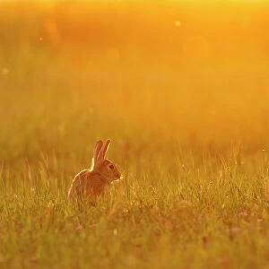 European rabbit (Oryctolagus cuniculus) in steppe habitat. Alfaro, La Rioja, Ebro Valley, Spain. Endangered species