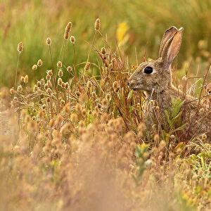 European rabbit (Oryctolagus cuniculus) in steppe habitat. Alfaro, La Rioja, Spain. Endangered species