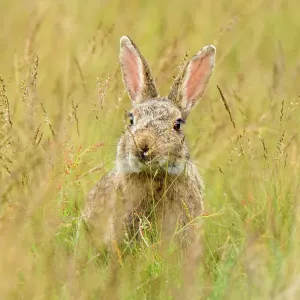 European rabbit (Oryctolagus cuniculus) feeding in long grass. Suffolk, UK. May European rabbit (Oryctolagus cuniculus) feeding in long grass. Suffolk, UK. May
