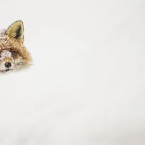 European red fox (Vulpes vulpes) peeking out of a snow bank