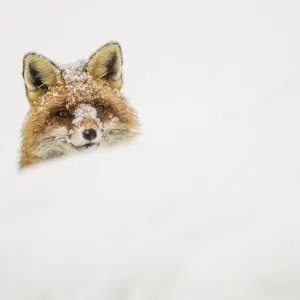 European Red Fox Print: Snowy Peek European Red Fox Print: Snowy Peek