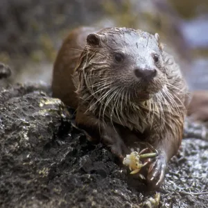 European river otter juvenile male eating crab, Shetland Isles, UK