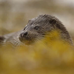 European river otter (Lutra lutra) partially concealed by seaweed, Isle of Mull, Scotland