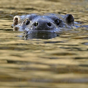 European river otter (Lutra lutra) swimming with head just above water, in river
