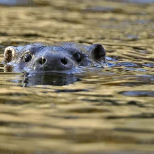 European river otter (Lutra lutra) swimming with head stickig above water, river