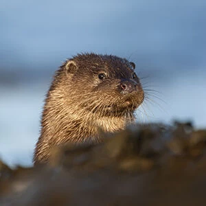 European river otter (Lutra lutra) resting amongst the seaweed, Isle of Mull, Inner Hebrides