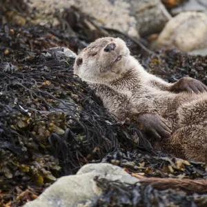 European river otter (Lutra lutra) sleeping on rocky shore, Shetland, Scotland, UK, July