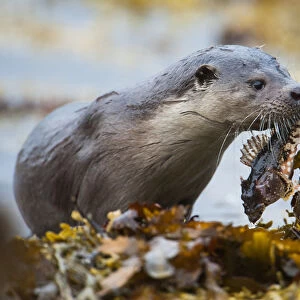 European river otter (Lutra lutra) carrying a Scorpionfish (Taurulus bubalis) ashore
