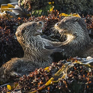 European river otter (Lutra lutra) cubs play fighting, Shetland, Scotland, UK, May