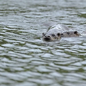 European river otter (Lutra lutra) swimming in lake with cub, Wales, UK, October
