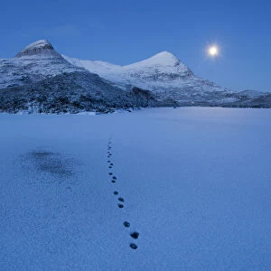 European river otter (Lutra lutra) footprints crossing frozen Loch Lurgainn at dawn