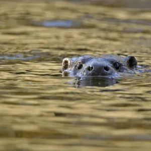 European river otter (Lutra lutra) swimming with head just above surface, river