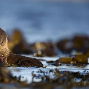 European river otter (Lutra lutra) eating fish on seaweed, Isle of Mull, Inner Hebrides