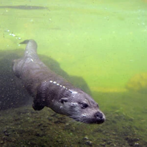 European river otter (Lutra lutra) swimming underwater, captive, Alsace, France