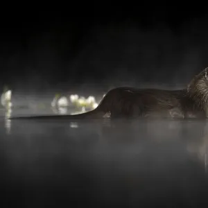 European river otter (Lutra lutra) in mist reflected in water at night