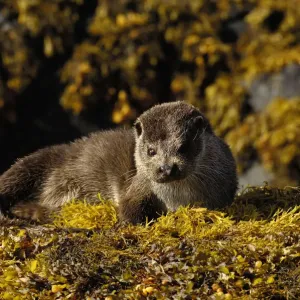 European river otter (Lutra lutra) adult resting on seaweed, Isle of Mull, Scotland, UK European river otter (Lutra lutra) adult resting on seaweed, Isle of Mull, Scotland, UK