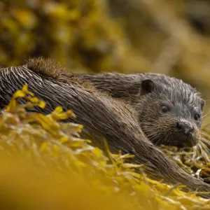 European river otter (Lutra lutra) adult amongst seaweed, Isle of Mull, Scotland, UK